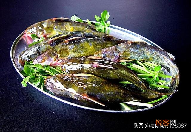 婴幼儿吃黄辣丁鱼可以吗？