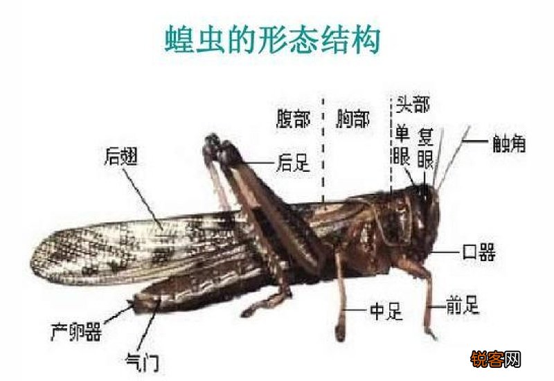 蝗灾的蝗虫为什么不能吃