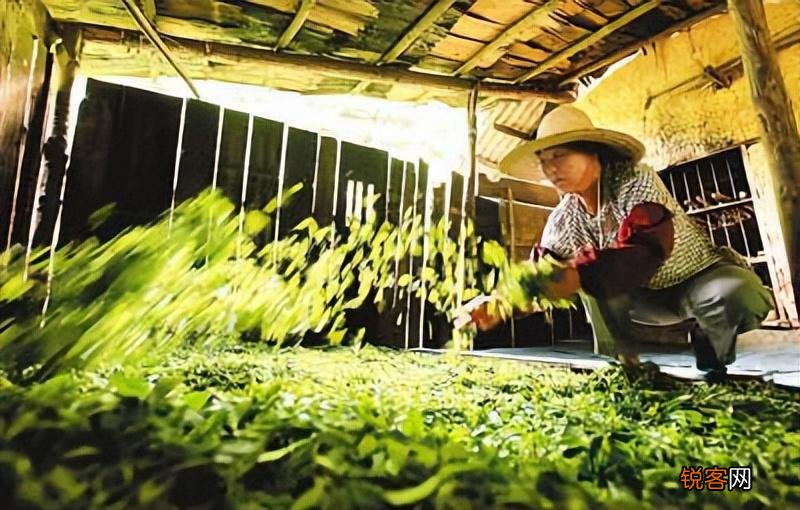 炒竹叶茶的做法 家庭自制竹叶茶