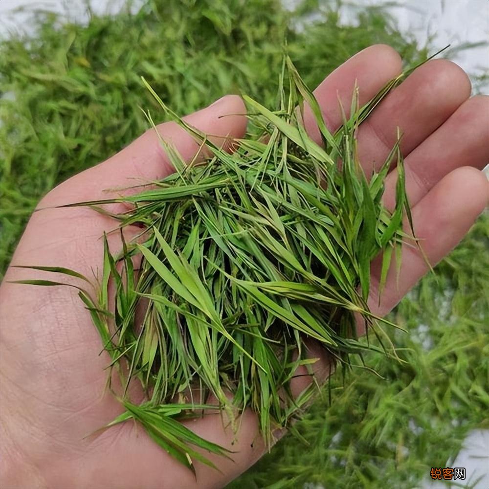 炒竹叶茶的做法 家庭自制竹叶茶