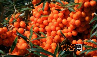 沙棘怎么读 沙棘简单介绍