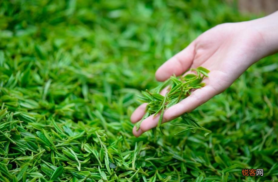 年纪大了喝茶好吗 50岁后牢记“2喝2不喝”，早懂早受益