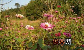 纷嚣的意思是什么丁香结 纷嚣的意思是什么