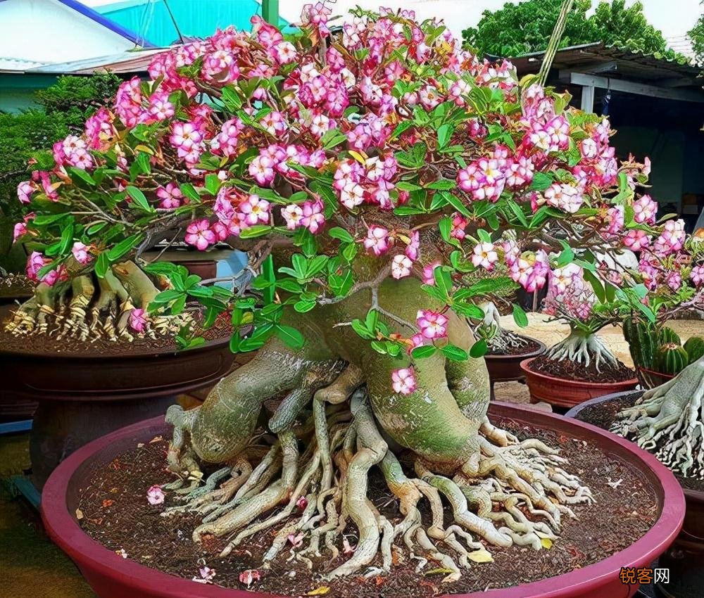 “懒人”就养这10种花 一个月不浇水也死不了
