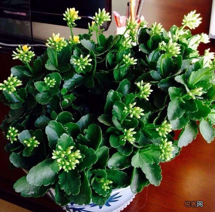 “懒人”就养这10种花 一个月不浇水也死不了