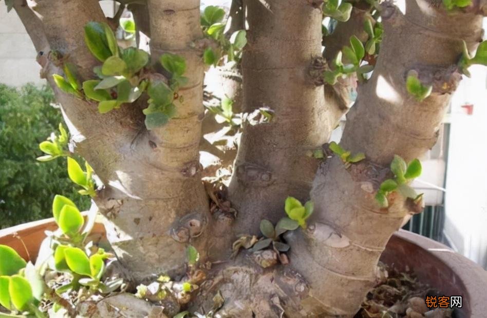 “懒人”就养这10种花 一个月不浇水也死不了