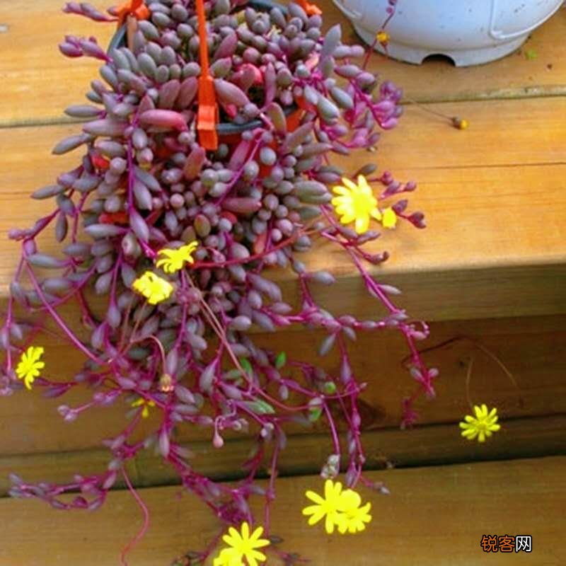 “懒人”就养这10种花 一个月不浇水也死不了