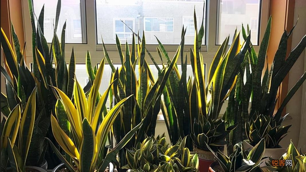 “懒人”就养这10种花 一个月不浇水也死不了