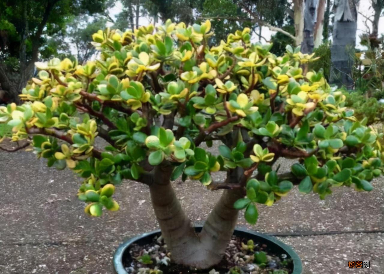 “懒人”就养这10种花 一个月不浇水也死不了