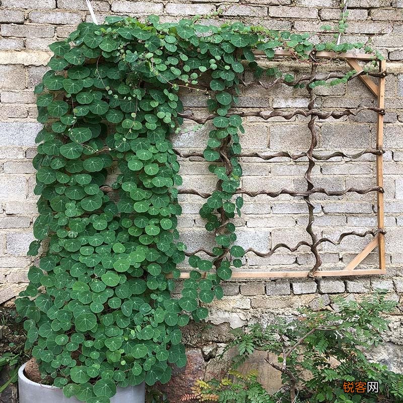 “懒人”就养这10种花 一个月不浇水也死不了
