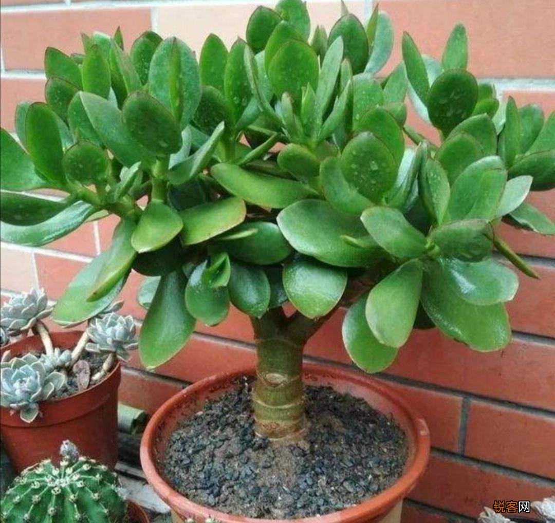 “懒人”就养这10种花 一个月不浇水也死不了