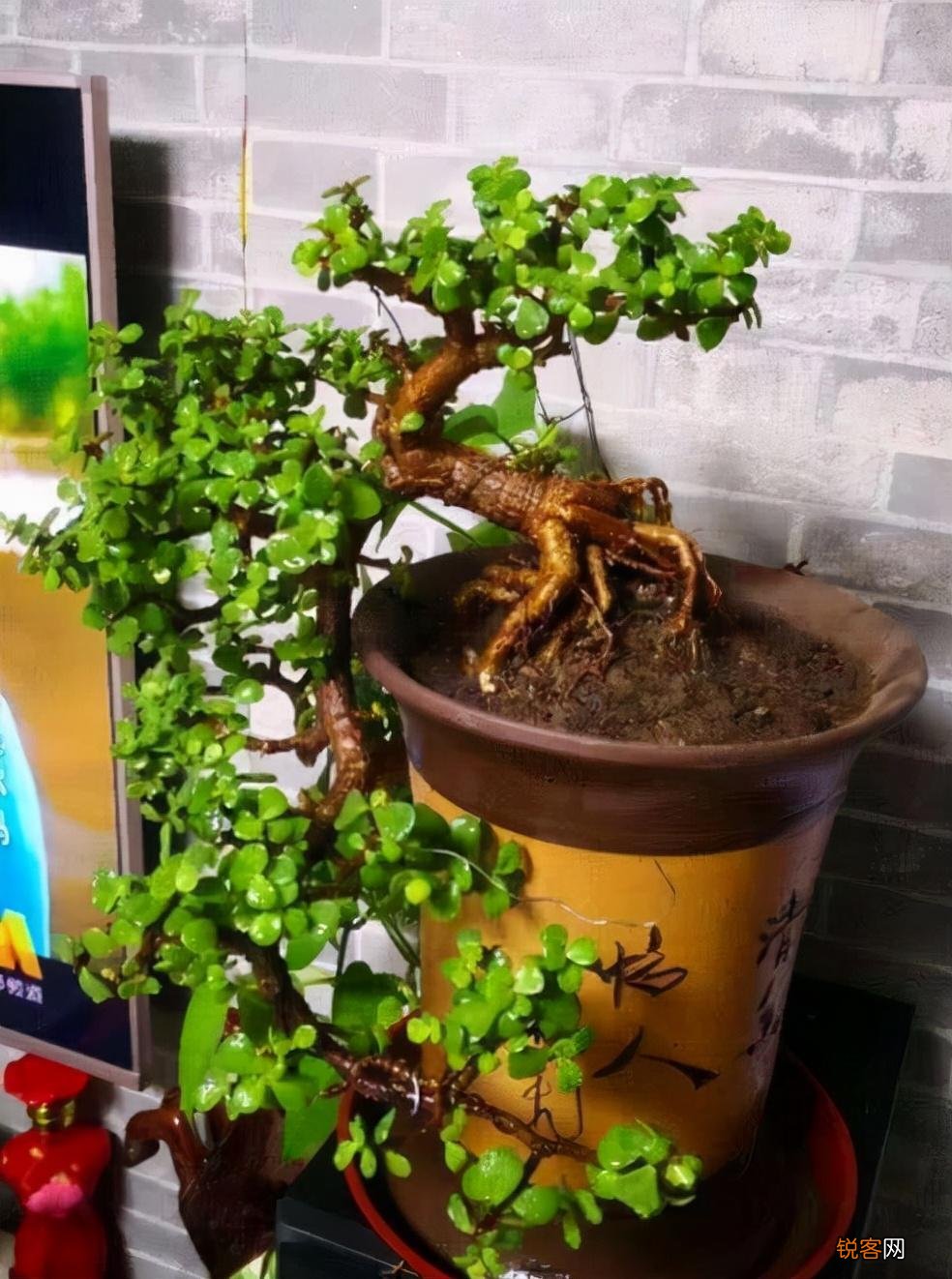 “懒人”就养这10种花 一个月不浇水也死不了