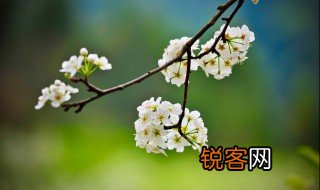 关于梨花的诗句古诗 关于梨花的诗句有哪些