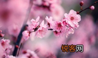 写梅花的古诗 关于梅花的古诗集锦