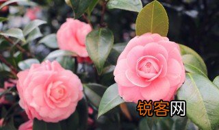 描写花的诗句古诗 描写花的诗句有哪些