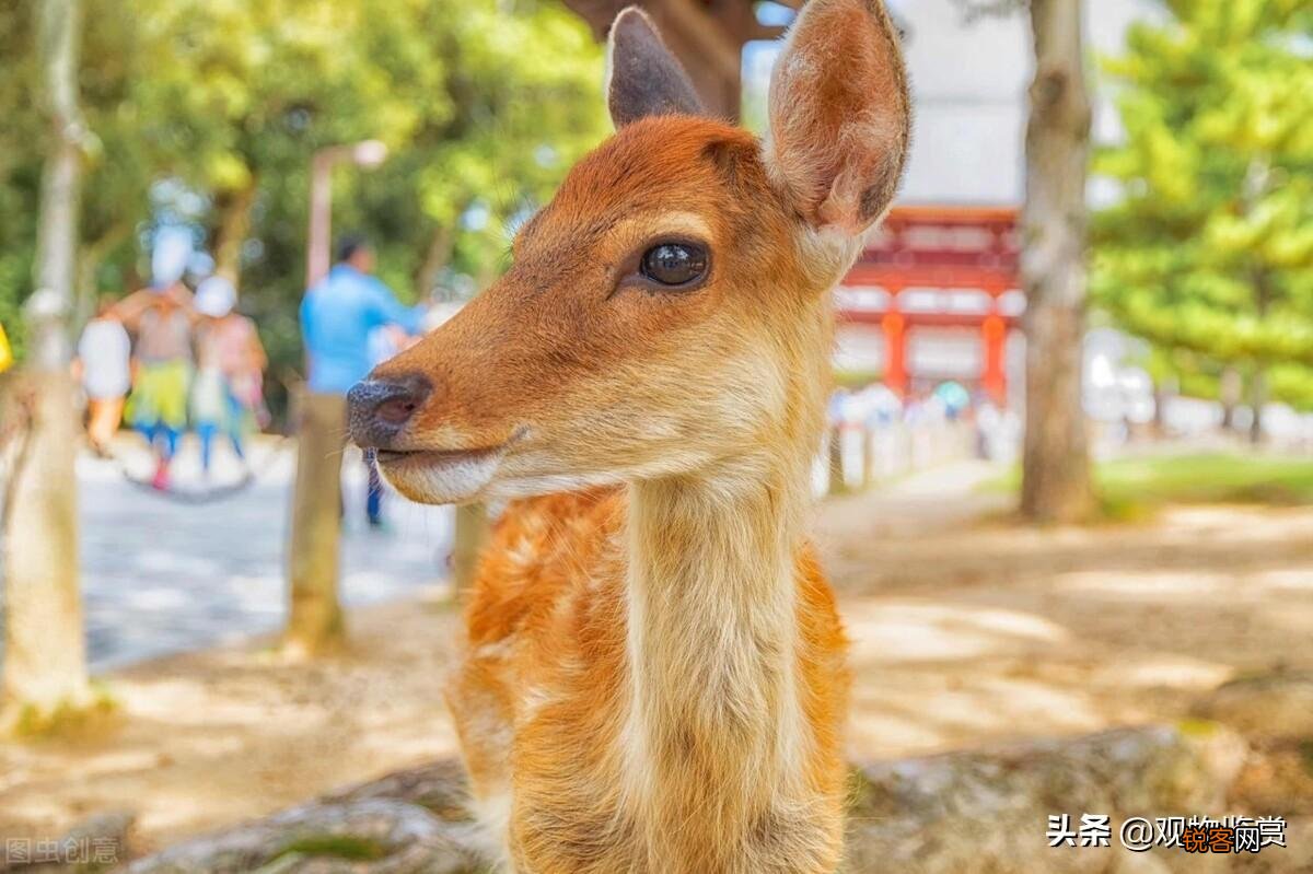 鹿头象征着什么寓意 鹿的特性是什么