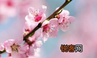 描写桃花的古诗10首 描写桃花的古诗集锦
