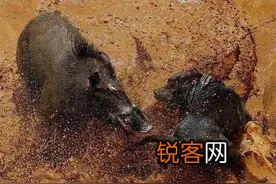人和畜禽的关系 动物与人类的生产关系
