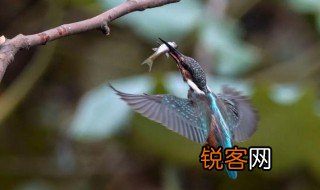 喙怎么读 喙字介绍