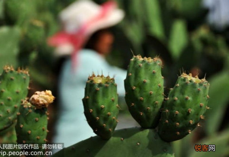 仙人掌能防止电脑辐射吗