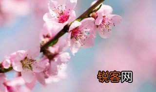 关于桃花的古诗 关于桃花的古诗及译文