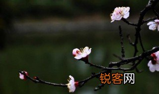 春寒古诗 春寒原文及翻译