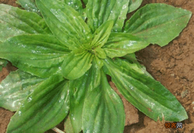 车前草煲瘦肉的功效与作用 车前草煲汤小孩能喝吗