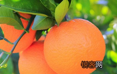 秋季适宜吃的五种水果