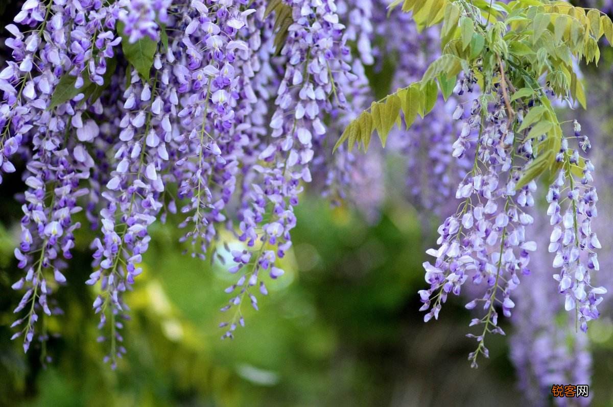 花语比较虐心的花 盘点九种既悲伤又虐心的花