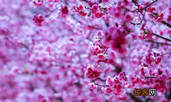 踏青赏花正当时 赏花后如何护理防过敏