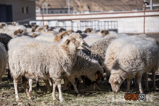 全国哪里羊肉最好吃 经过评选,这7个地方最出名