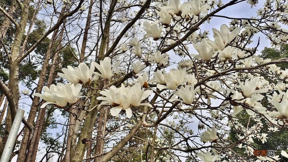 上海市花是什么花 它为什么打败了棉花