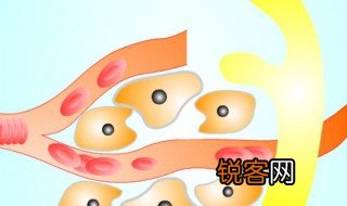 内环境的两个主要作用 内环境的两个主要作用介绍