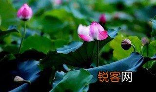 古诗十九首的全诗 古诗十九首原文内容