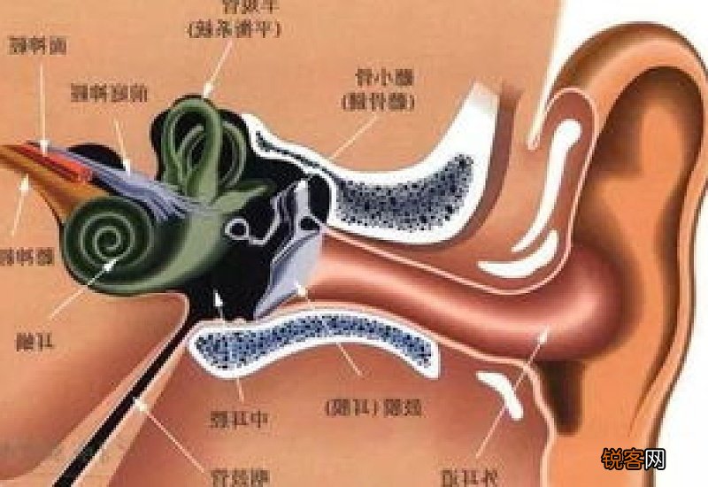 中耳炎吃什么？中耳炎饮食禁忌
