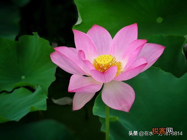 为“荷”而摄,如何配色？