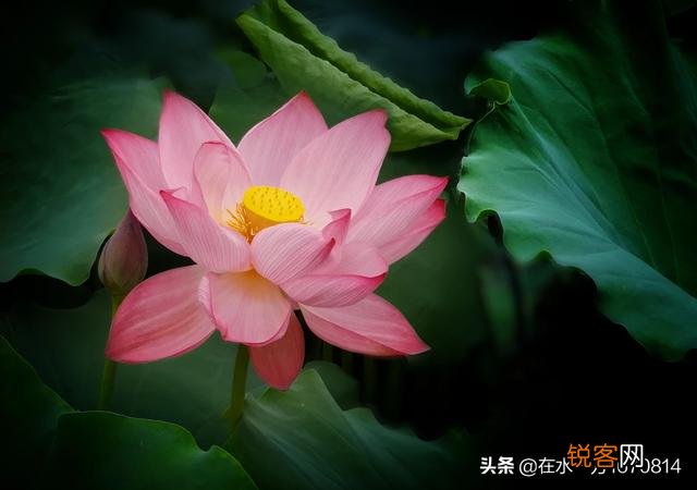 为“荷”而摄,如何配色？