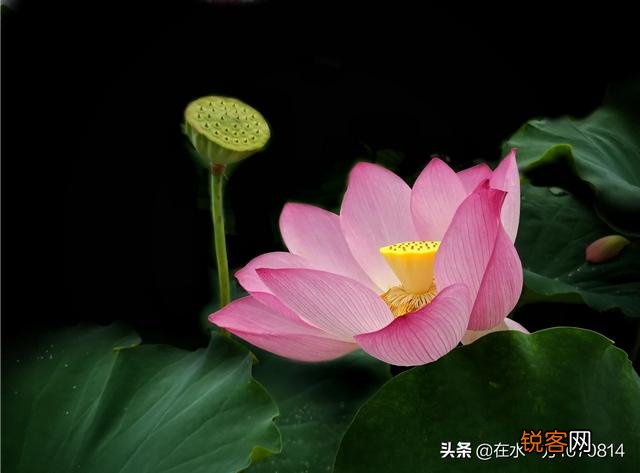 为“荷”而摄,如何配色？