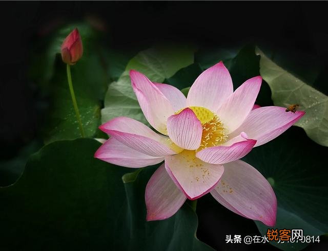 为“荷”而摄,如何配色？