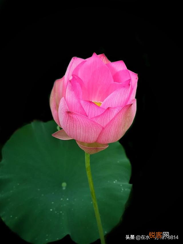 为“荷”而摄,如何配色？