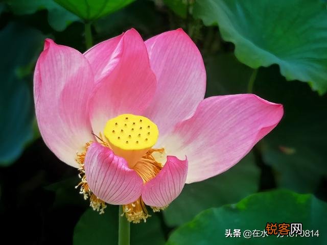 为“荷”而摄,如何配色？