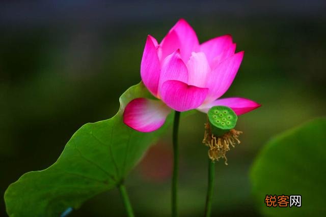 为“荷”而摄,如何配色？