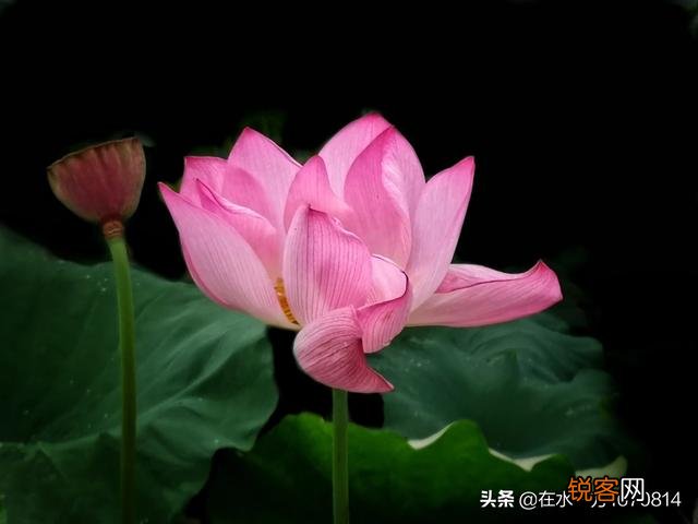 为“荷”而摄,如何配色？