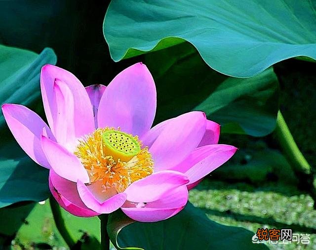 为“荷”而摄,如何配色？