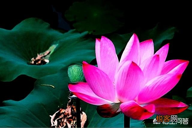 为“荷”而摄,如何配色？