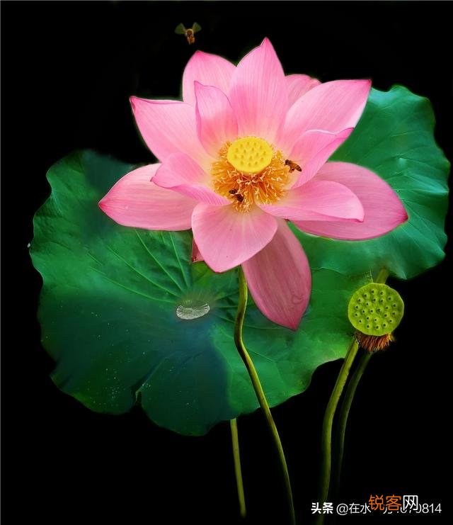 为“荷”而摄,如何配色？