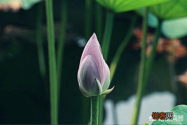 为“荷”而摄,如何配色？