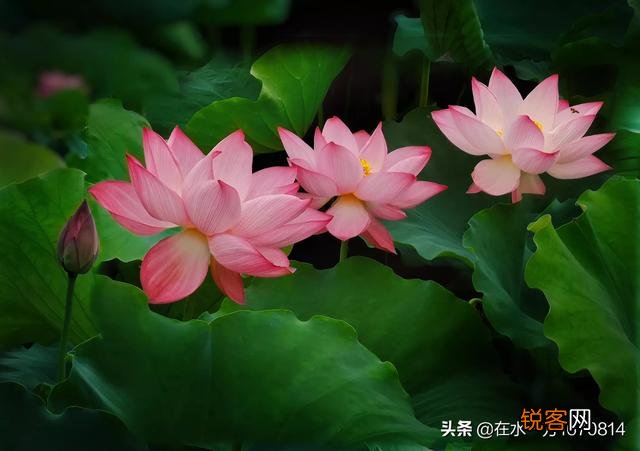 为“荷”而摄,如何配色？