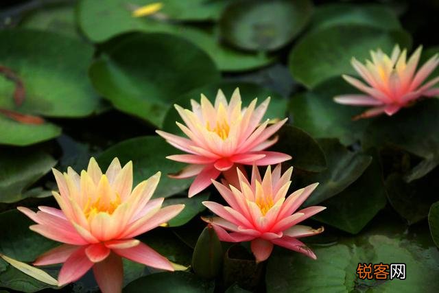 为“荷”而摄,如何配色？