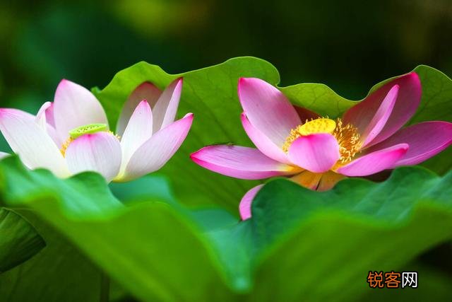 为“荷”而摄,如何配色？